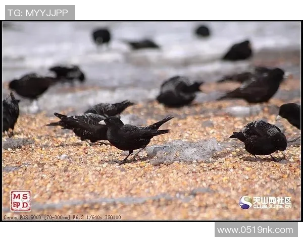 伊朗足球鸟的传奇旅程与背后的文化故事探秘